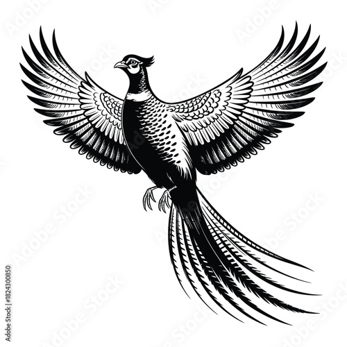 Detailed black and white illustration of a pheasant in flight