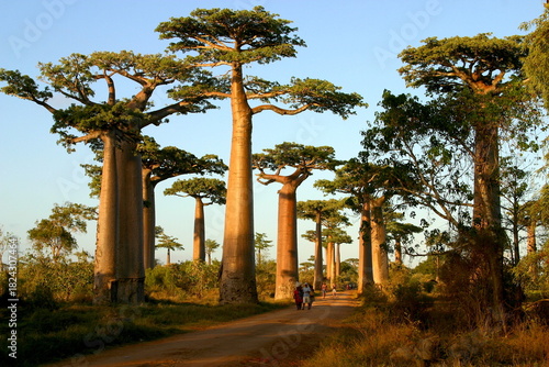 famous Baobab Avenue in Madagascar 163