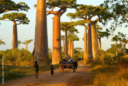 famous Baobab Avenue in Madagascar 173
