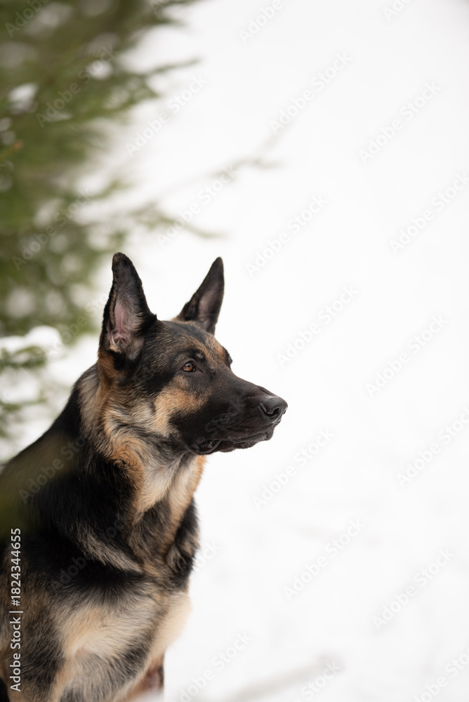 Naklejka premium A beautiful East European Shepherd dog sits patiently in the snow. The dog is outdoors in a forest near a tree. The animal is alert and focused