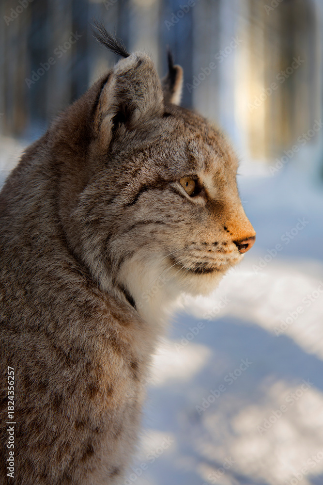 Obraz premium Eurasische Luchs oder Nordluchs (Lynx lynx) zwei Tiere im Schnee