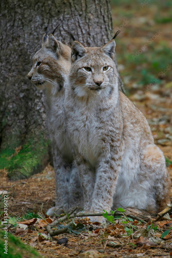 Obraz premium Eurasische Luchs oder Nordluchs (Lynx lynx) 