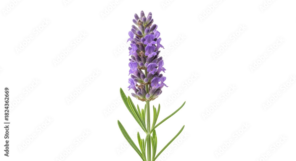 Naklejka premium Fragrant lavender flower isolated PNG on transparent background, purple blossom with green leaves for aromatherapy and herbal medicine