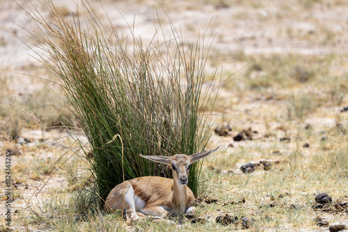 sprinbok calf at a clumb of grass in dry enviroment