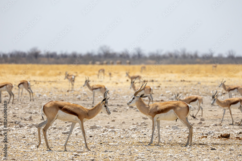 Naklejka premium springboks in the wild of etosha np