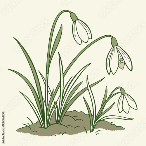 Delicate snowdrop flowers emerging from the earth