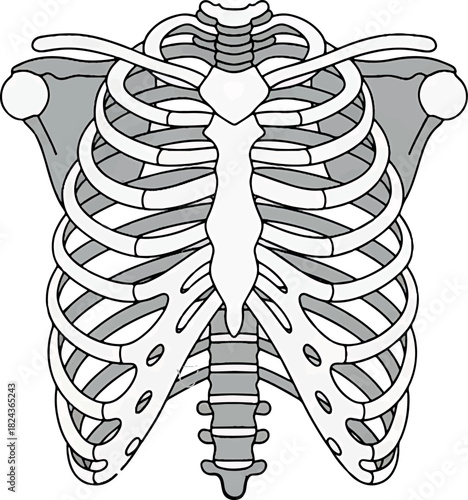Anatomical Illustration of the Human Rib Cage and Sternum