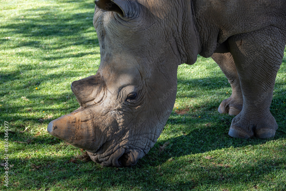 Fototapeta premium head of grazing white rhinoceros