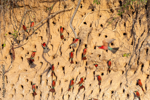 southern carmine bee-eaters and their breeding burrows