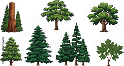 Cartoon tree collection, forest species illustration, coniferous and deciduous types, educational botany chart, nature diversity, kids science, foliage reference