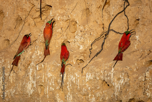 Fotografie southern carmine bee-eaters and their breeding burrows