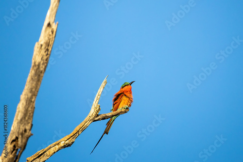 carmine bee-eater perching on a bare branch
