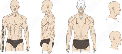 Vector Illustration of the Male Body Torso with Anatomical Points, Shown from Front, Side, and Back Views, Ideal for Medical Diagrams, Health, Fitness, and Human Body Graphics