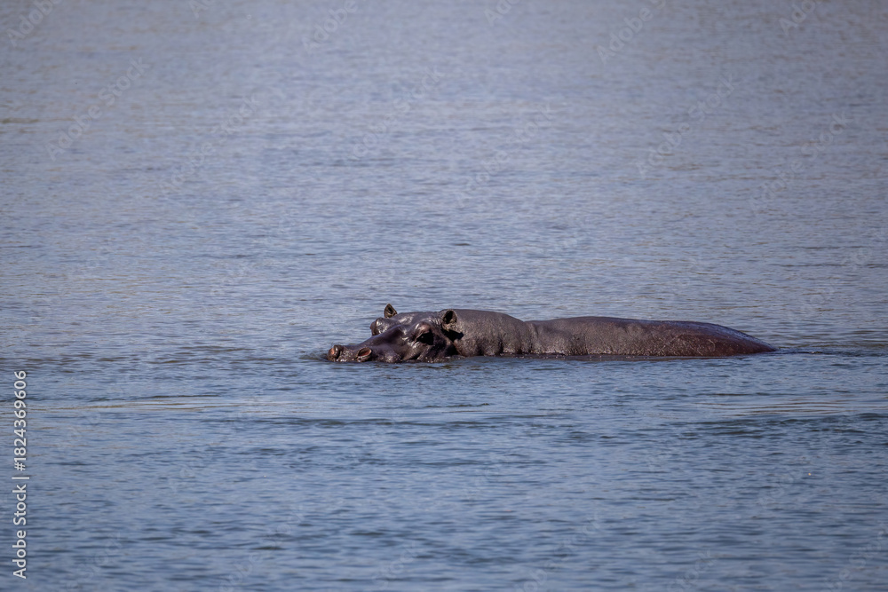 Fototapeta premium hippo partially under water in okavango river