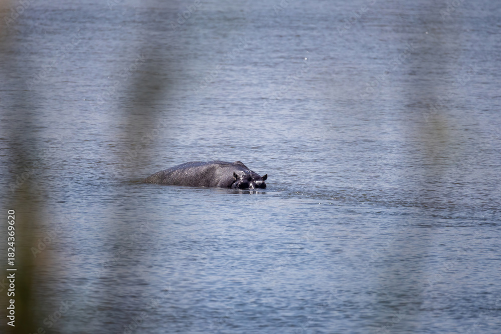 Fototapeta premium hippo partially under water in okavango river