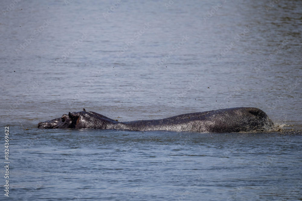 Fototapeta premium hippo partially under water in okavango river