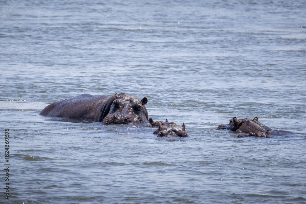 Fototapeta premium hippos in okavango river partially under water