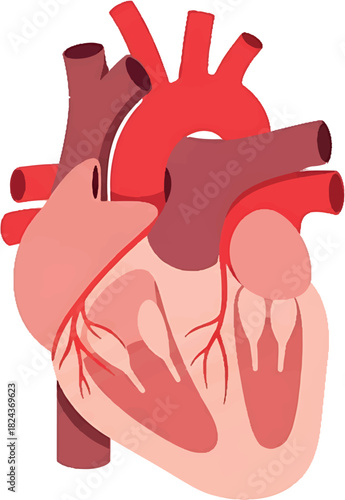 Anatomical Heart Illustration A Detailed View of the Human Heart