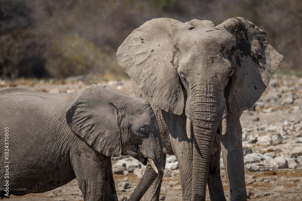 Obraz premium adult elephants and thirsty calf gathered at a tranquil waterhole in Etosha National Park
