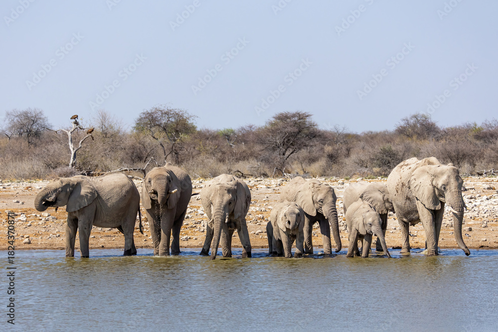 Fototapeta premium adult elephants and thisty calves gathered at a tranquil waterhole in Etosha National Park, captured in natural light against the dry African landscape