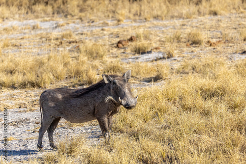 sideview of warthog in etosha