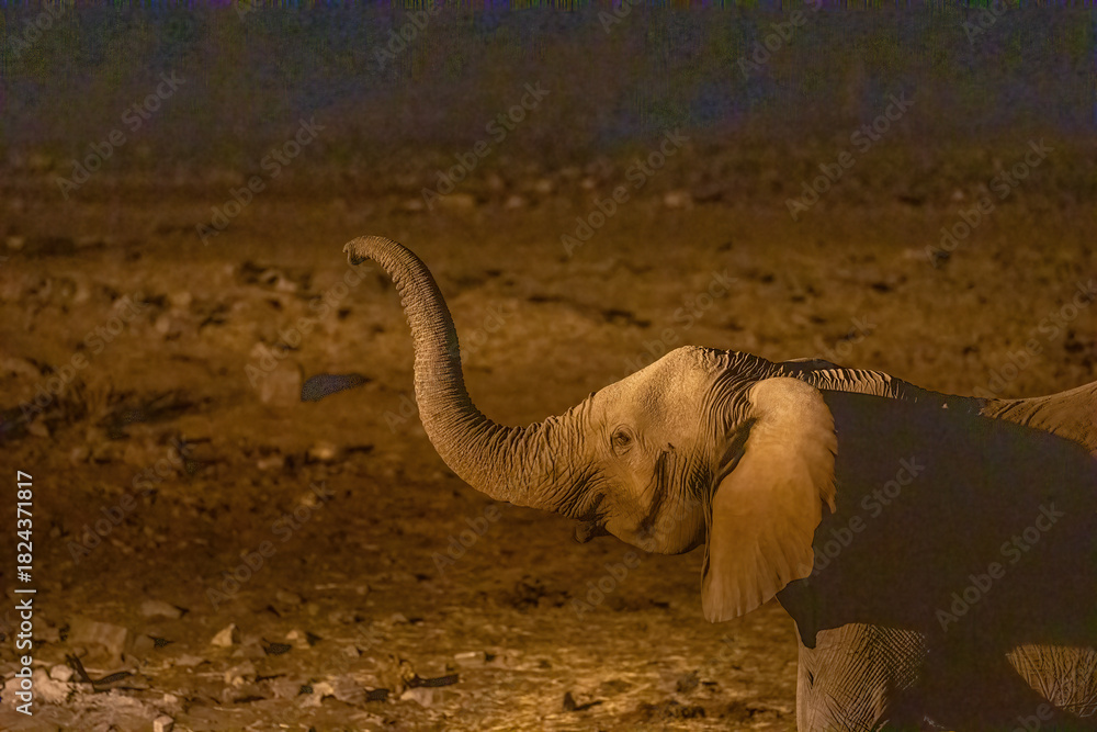 Fotografie elephant on waterhole at night