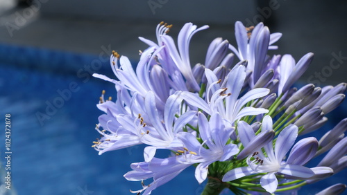 Close-up of purple Agapanthus flowers in daylight, captured at a low angle with shallow depth of field, highlighting delicate petals and stamens against a soft garden background