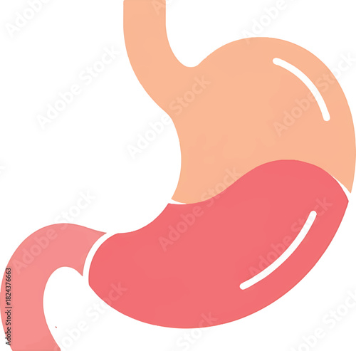 Stomach Anatomy A Simplified Vector Illustration for Medical and Educational Purposes