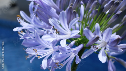 Close-up of purple Agapanthus flowers in daylight, captured at a low angle with shallow depth of field, highlighting delicate petals and stamens against a soft garden background