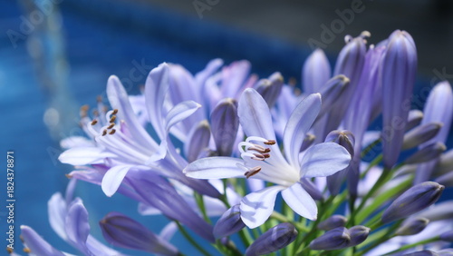 Close-up of purple Agapanthus flowers in daylight, captured at a low angle with shallow depth of field, highlighting delicate petals and stamens against a soft garden background
