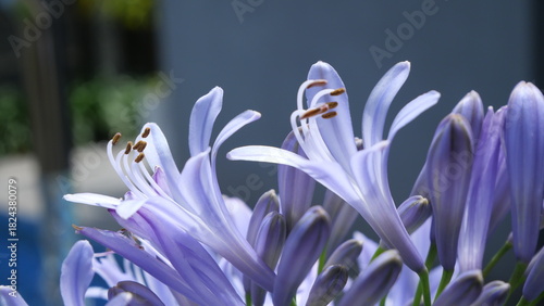 Close-up of purple Agapanthus flowers in daylight, captured at a low angle with shallow depth of field, highlighting delicate petals and stamens against a soft garden background