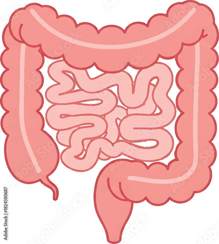 Educational illustration of the human digestive system, depicting the complex network of both large and small intestines, essential for understanding internal anatomy and physiological processes