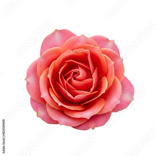 Beautiful blooming salmon colored rose flower on a transparent background