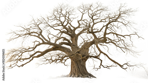 Leafless Winter Tree – Bare Branch Old Tree Silhouette