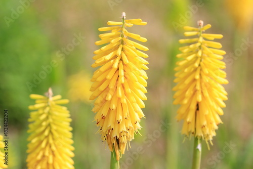 満開のトリトマの花