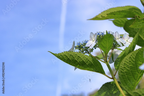 青空とアジサイ