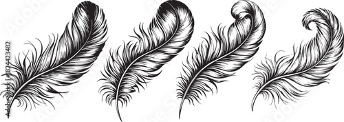 A grayscale illustration of four detailed feathers arranged in a row on white