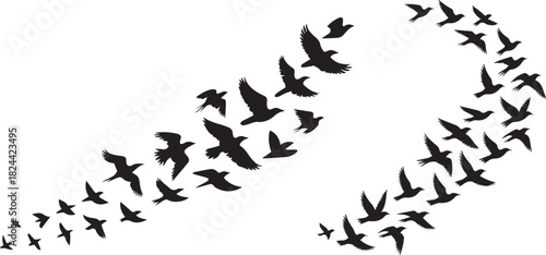 Silhouette of a flock of birds flying in a curved formation against white sky