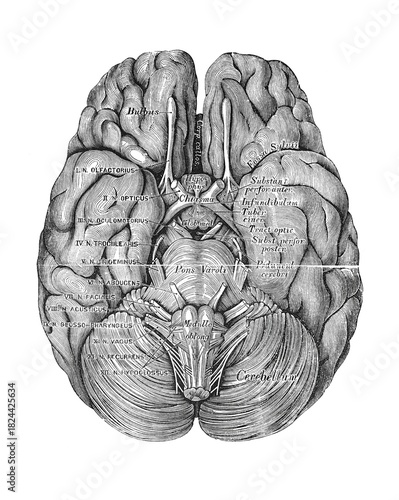 Photos Base of the human brain, anatomical view of frontal and inferior lobes, old vint
