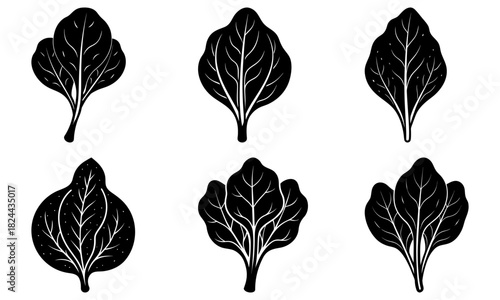 Illustration of six spinach leaves with detailed veins in black and white monochrome style art work