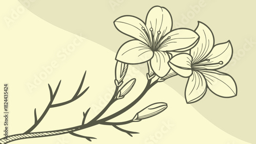 Illustration of a flowering branch with two open blossoms and several closed buds on a light background