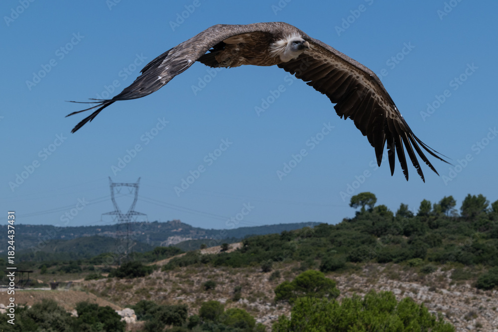 Naklejka premium Un vautour lors d'un spectacle de rapace