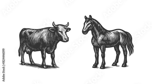 Hand-drawn style engraving showing a cow and a horse side by side, ideal for farming, agriculture, or vintage design themes.
 Vector