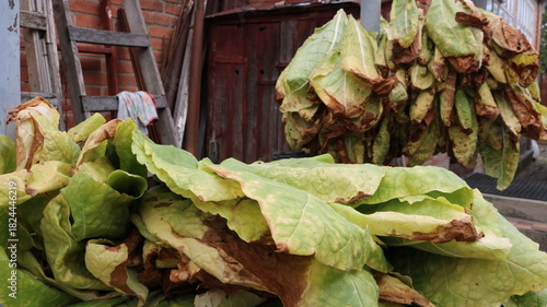 Harvested green ripe tobacco leaves lying on wooden surfaces in a village yard with farm buildings in the background, organic tobacco drying outdoors, dehydration of tobacco raw materials outdoors
