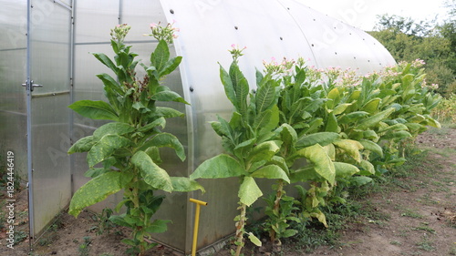 Tall tobacco bushes with cut lower leaves and tops in pink bloom against the background of a polycarbonate greenhouse, garden cultivation of tobacco plants during the flowering period