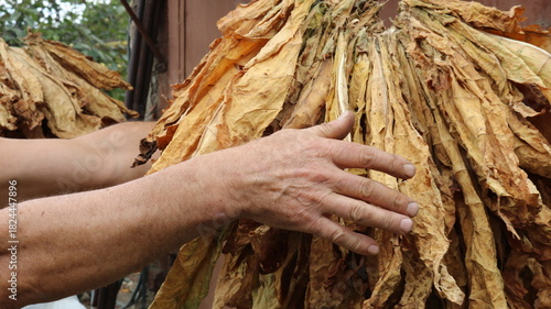 Male workers' hands reach for hanging bundles of dry tobacco outdoors, drying organic tobacco leaves in rural conditions, a tobacco plant grower dries harvested leaves outdoors