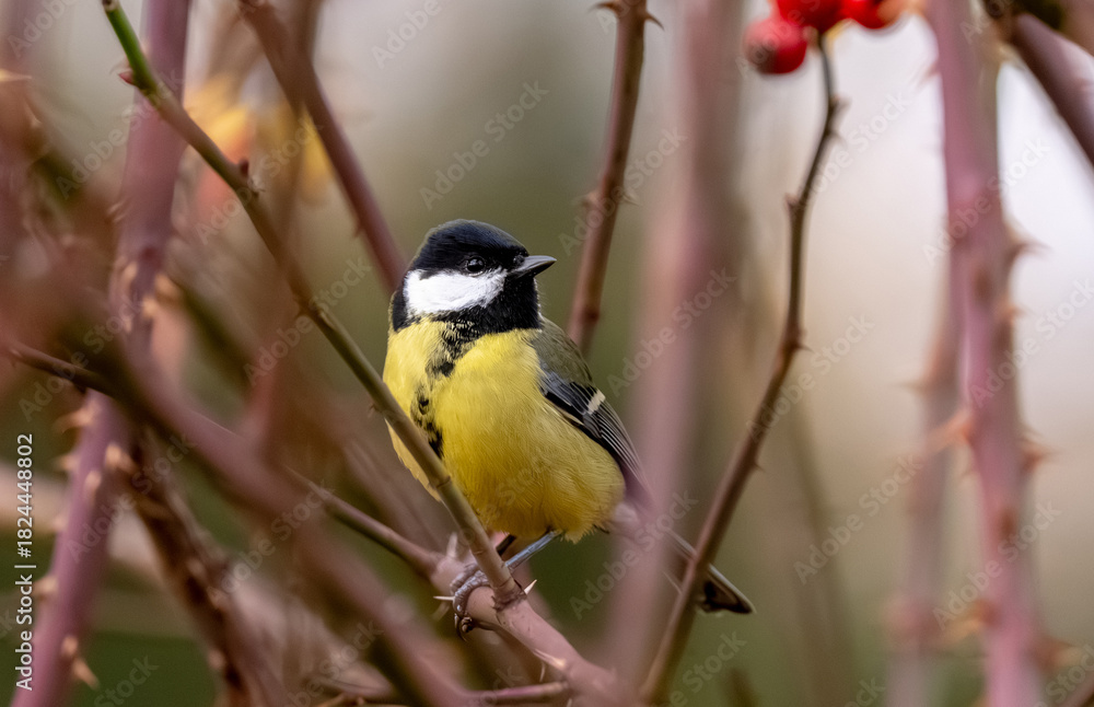 Fototapeta premium Great Tit Sitting On Bush
