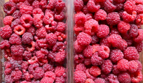 Plastic trays with fresh ripe raspberries, top view, close-up, harvesting and selling organic raspberries in open containers, garden raspberries as a red healthy fruit dessert