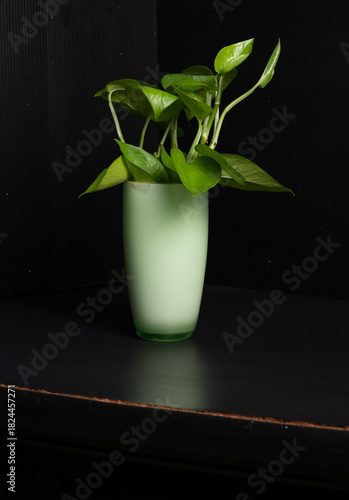Vertical studio shot of a lush green Pothos plant (Epipremnum aureum) in a frosted green glass vase, displayed on a dark surface against a deep black background with low-key lighting.