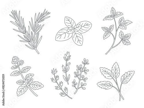 An assortment of culinary herbs and spices are illustrated in this graphic.